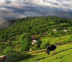 مراکز فروش این‌لی در مازندران
