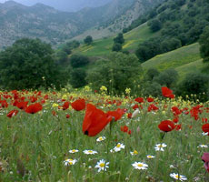 مراکز فروش این‌لی در ایلام